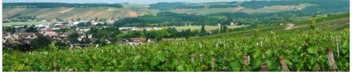 Domaine Moreau-Naudet